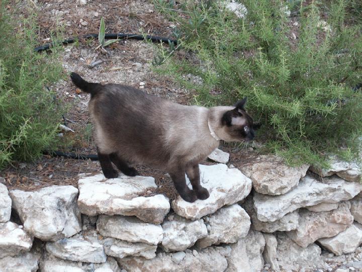 Fripouille 010.JPG